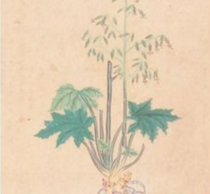 植物学古籍研究发现：日本曾假借琉球之名获取中国本草知识