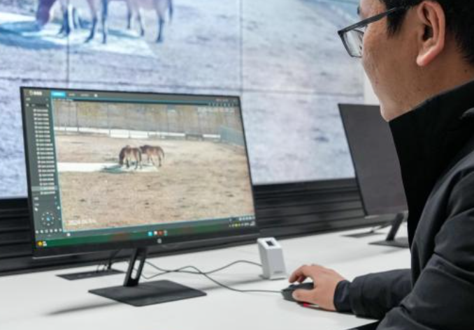 中国持续扩大&ldquo;活化石&rdquo;普氏野马种群数量