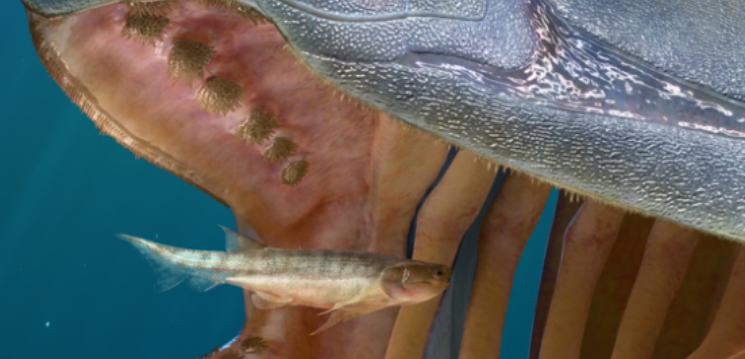 &ldquo;从鱼到人&rdquo;再添新证！我国发现早期硬骨鱼类化石