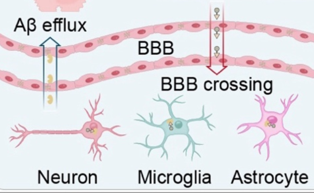 阿尔茨海默病治疗新策略！我国科学家开发新型靶向蛋白降解技术